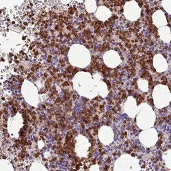 CAB39L Antibody, Novus Biologicals:Antibodies:Primary Antibodies